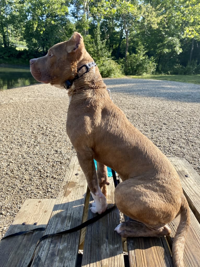 Lucci, an American Bully tested with EmbarkVet.com