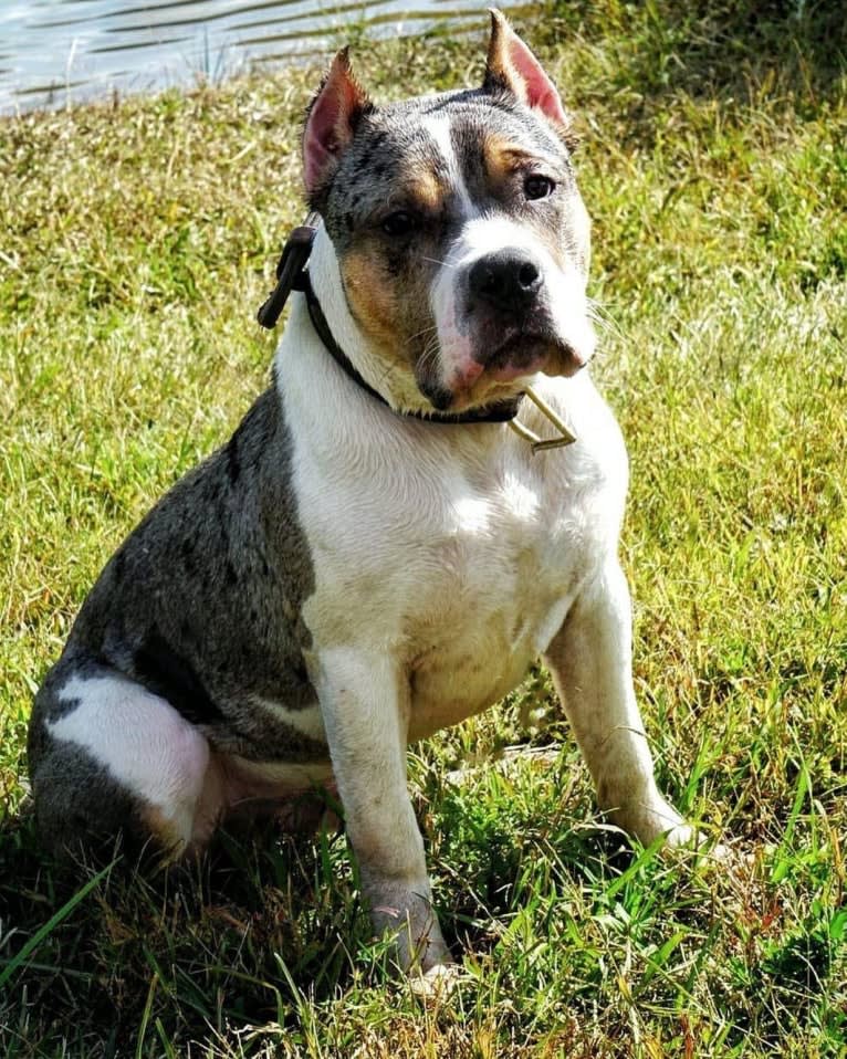 Koda, an American Bully tested with EmbarkVet.com