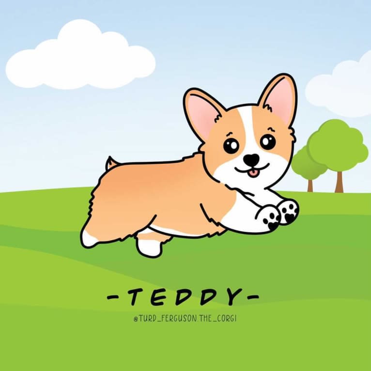 Lil Teddy, a Pembroke Welsh Corgi tested with EmbarkVet.com