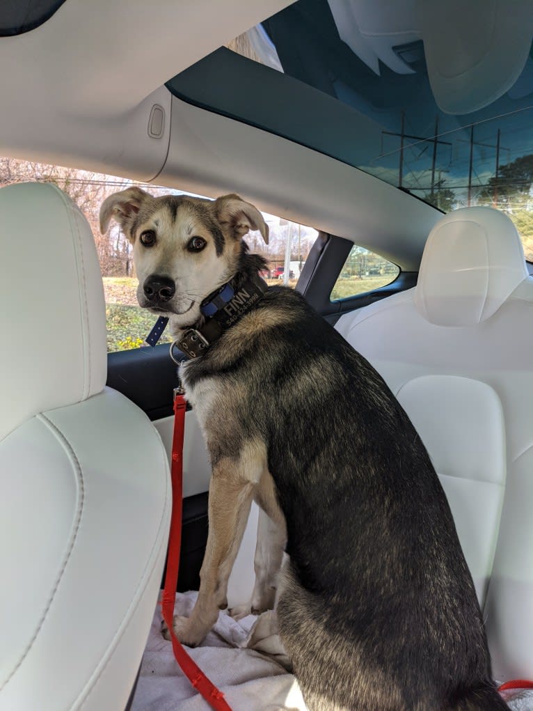 Finn, an Alaskan Malamute and Beagle mix tested with EmbarkVet.com