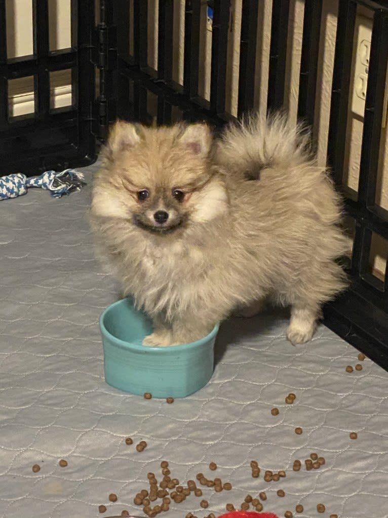 Okami, a Pomeranian tested with EmbarkVet.com