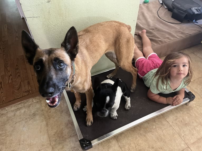 Zoey, a Belgian Shepherd tested with EmbarkVet.com