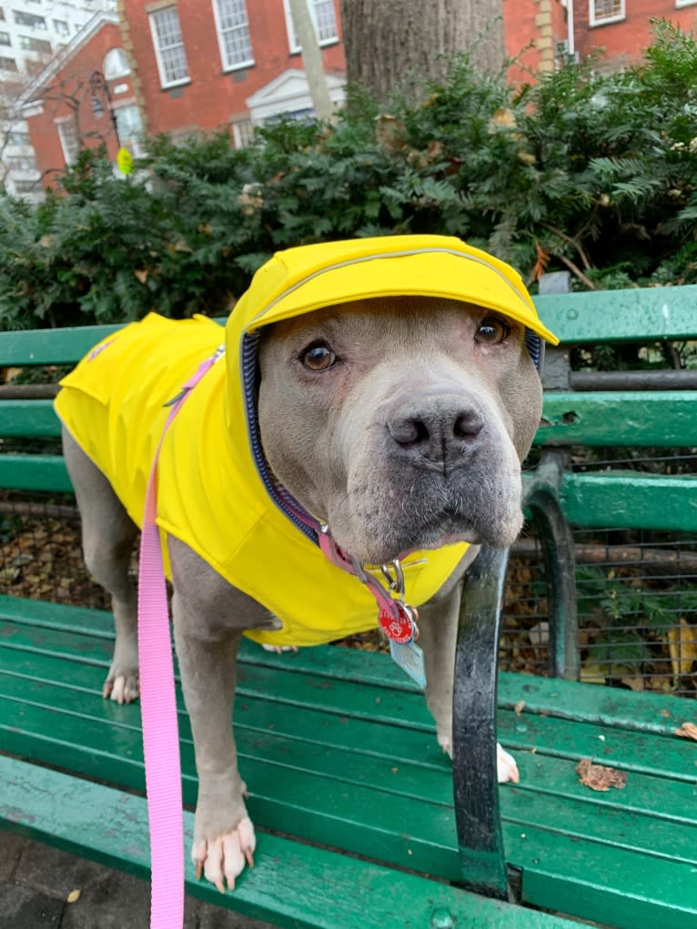 Stevie Nicks, an American Staffordshire Terrier tested with EmbarkVet.com