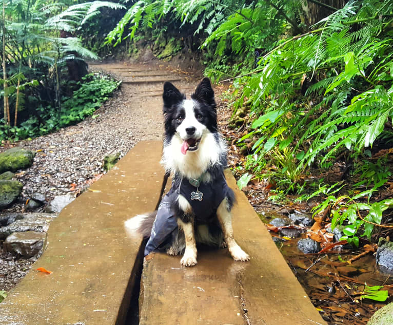 Kida, a Border Collie tested with EmbarkVet.com