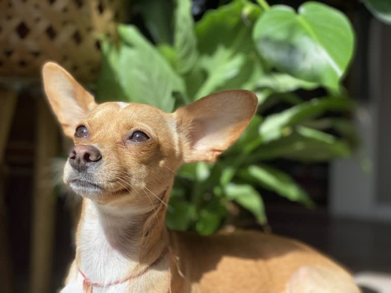 Bijou, a Chihuahua and Shih Tzu mix tested with EmbarkVet.com