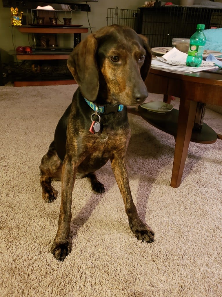 Molly, a Black and Tan Coonhound and Mountain Cur mix tested with EmbarkVet.com