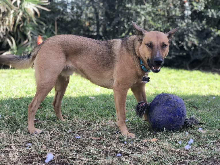 Todd, an Australian Cattle Dog and Border Collie mix tested with EmbarkVet.com