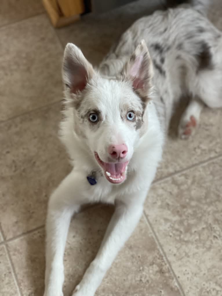 Viva, a Border Collie tested with EmbarkVet.com