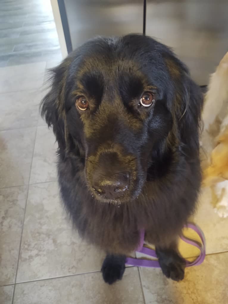 Molly, a Newfoundland tested with EmbarkVet.com