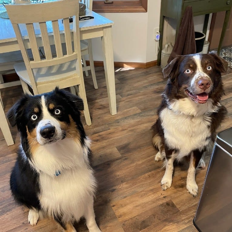 Jericho, an Australian Shepherd tested with EmbarkVet.com