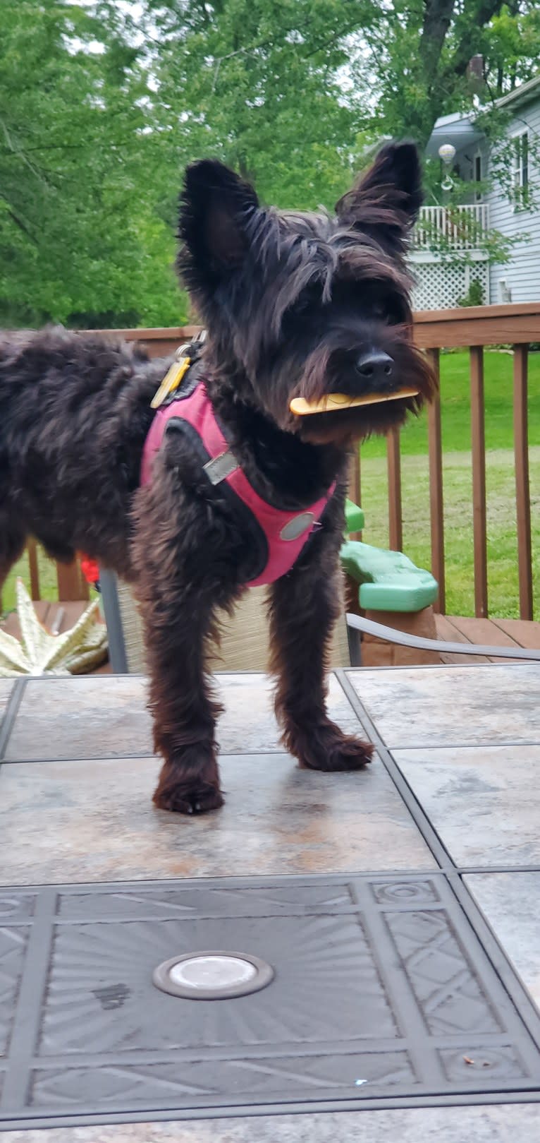 Kevin, a Yorkshire Terrier and Poodle (Small) mix tested with EmbarkVet.com