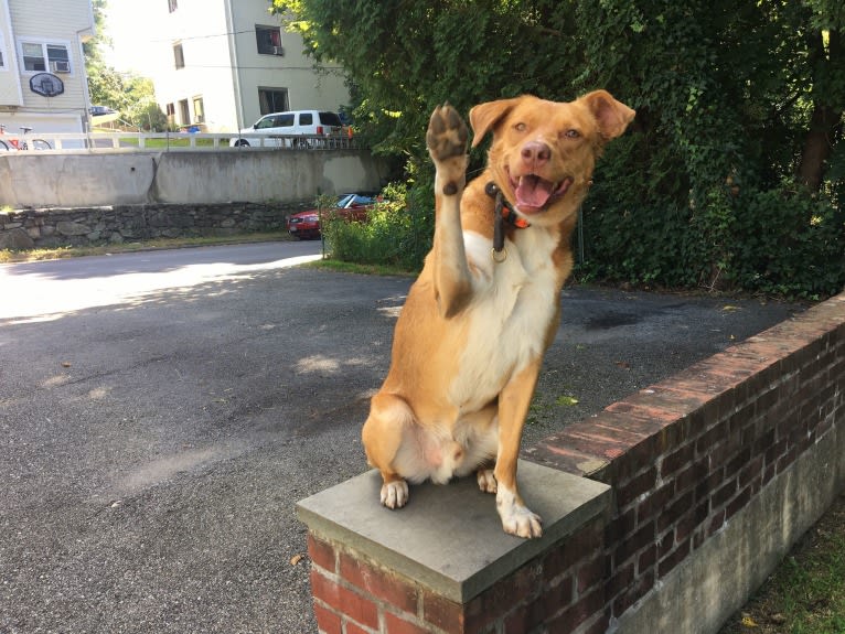 Cyrus, a Labrador Retriever and Miniature/MAS-type Australian Shepherd mix tested with EmbarkVet.com