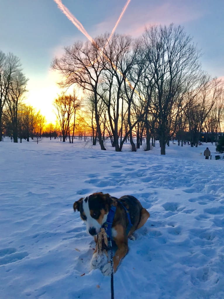 Dexter, a Bernese Mountain Dog and German Shepherd Dog mix tested with EmbarkVet.com