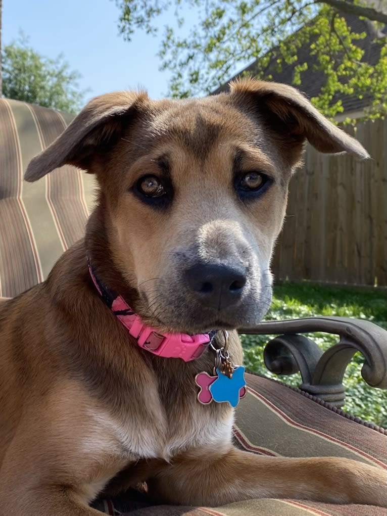 Coco, a German Shepherd Dog and Boxer mix tested with EmbarkVet.com