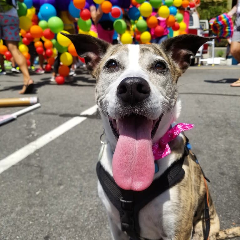 Maeby, an American Pit Bull Terrier and Chow Chow mix tested with EmbarkVet.com