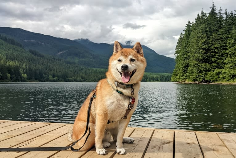 Kuma, a Shiba Inu tested with EmbarkVet.com