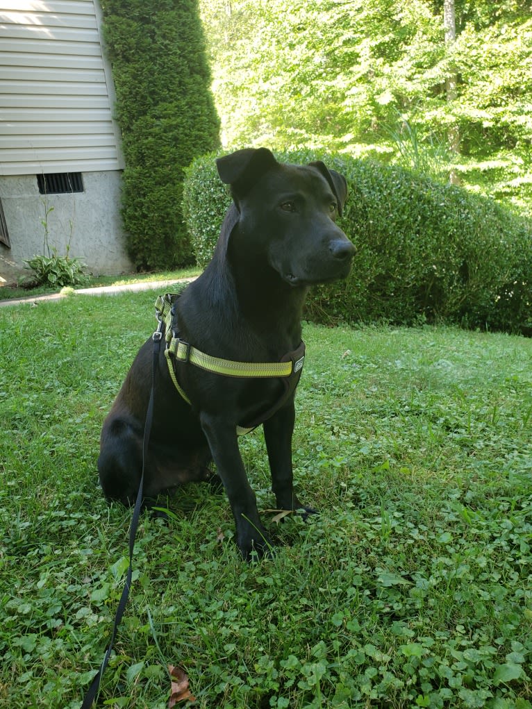 Ichabod, a Labrador Retriever and Dachshund mix tested with EmbarkVet.com