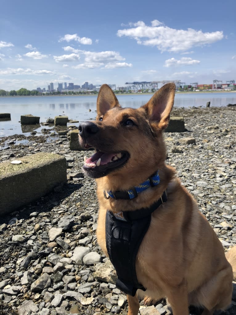 Oakley, a German Shepherd Dog and Chinese Shar-Pei mix tested with EmbarkVet.com