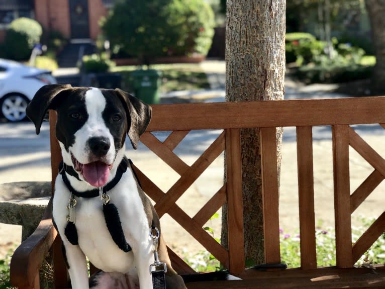 Joni, an American Pit Bull Terrier and American Staffordshire Terrier mix tested with EmbarkVet.com