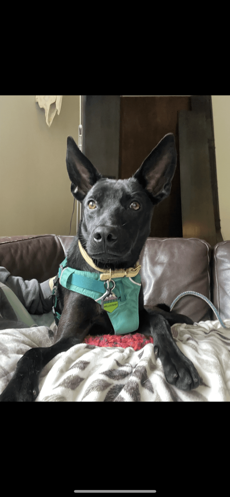 Willoughby, a Formosan Mountain Dog tested with EmbarkVet.com