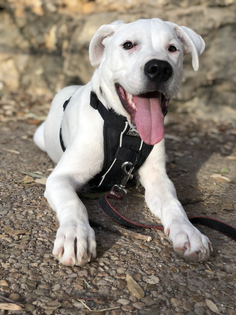 Gibson, an American Pit Bull Terrier and Australian Cattle Dog mix tested with EmbarkVet.com