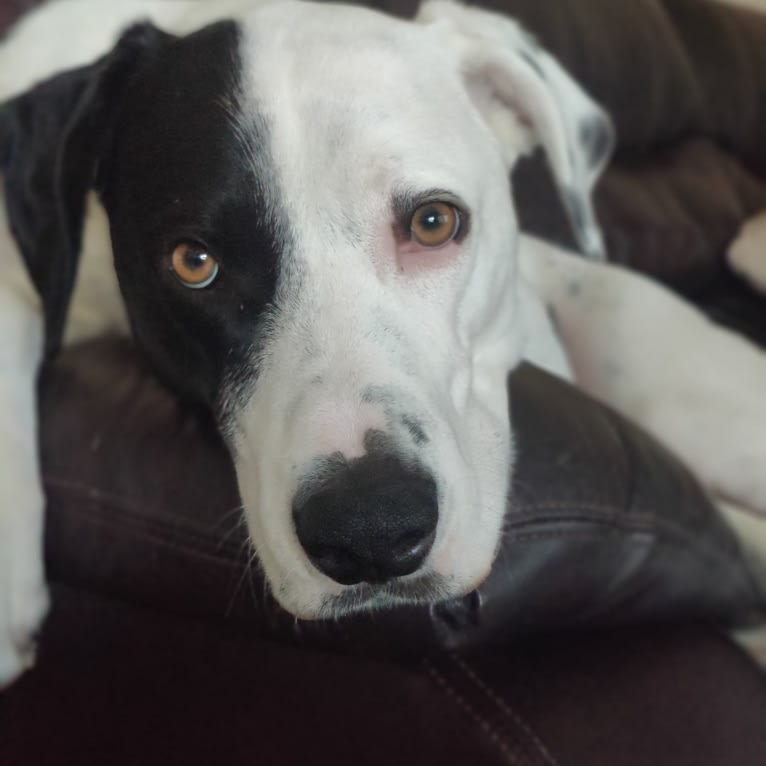 Chance, a German Shorthaired Pointer and Border Collie mix tested with EmbarkVet.com