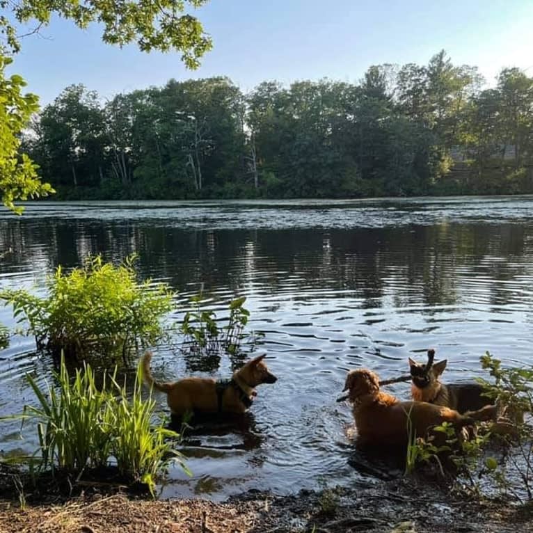 Everhett, a German Shepherd Dog and Australian Cattle Dog mix tested with EmbarkVet.com