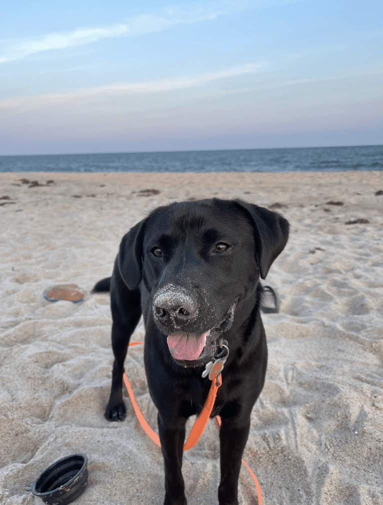 Bode, a Labrador Retriever and American Pit Bull Terrier mix tested with EmbarkVet.com