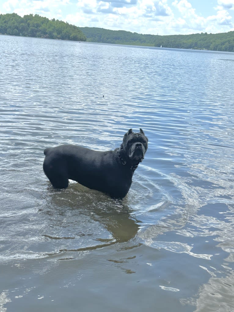Nora, a Cane Corso tested with EmbarkVet.com