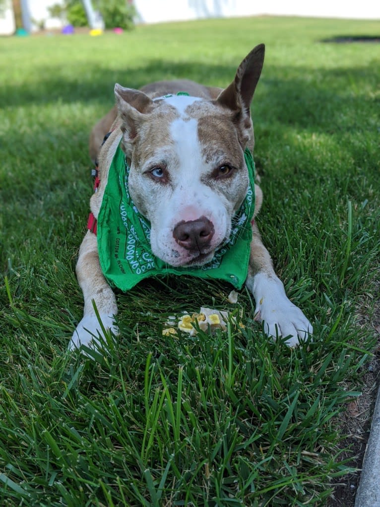 Louie, an American Pit Bull Terrier and American Staffordshire Terrier mix tested with EmbarkVet.com