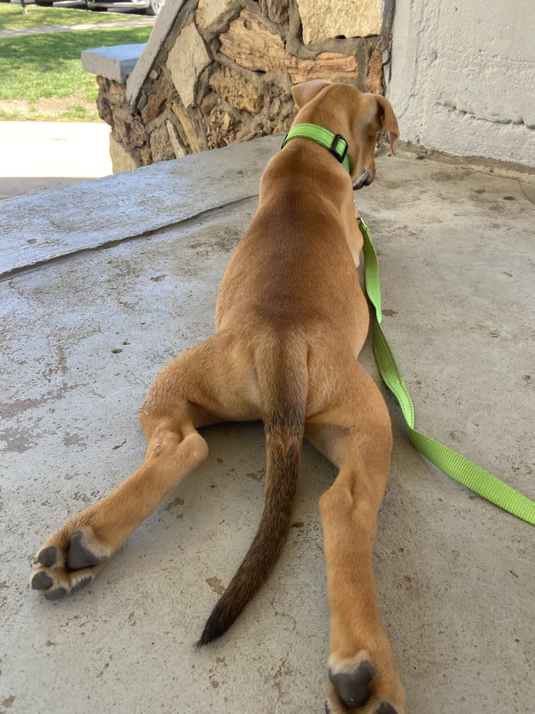 Enzo, a German Shepherd Dog and Doberman Pinscher mix tested with EmbarkVet.com