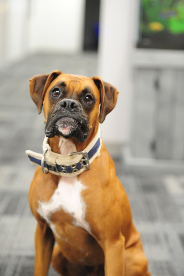 Zeus, a Boxer tested with EmbarkVet.com