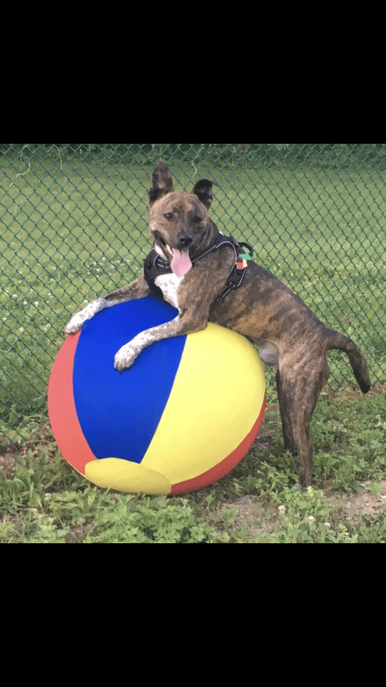 Koba, an Australian Cattle Dog and American Pit Bull Terrier mix tested with EmbarkVet.com