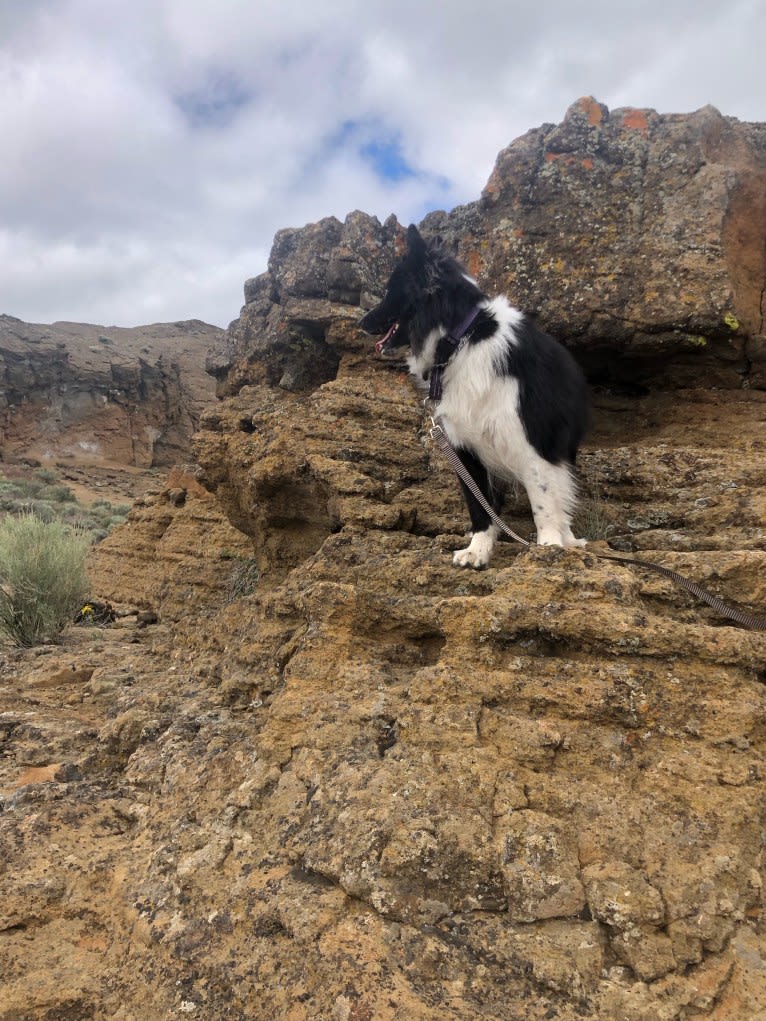 Mia, a Karelian Bear Dog tested with EmbarkVet.com