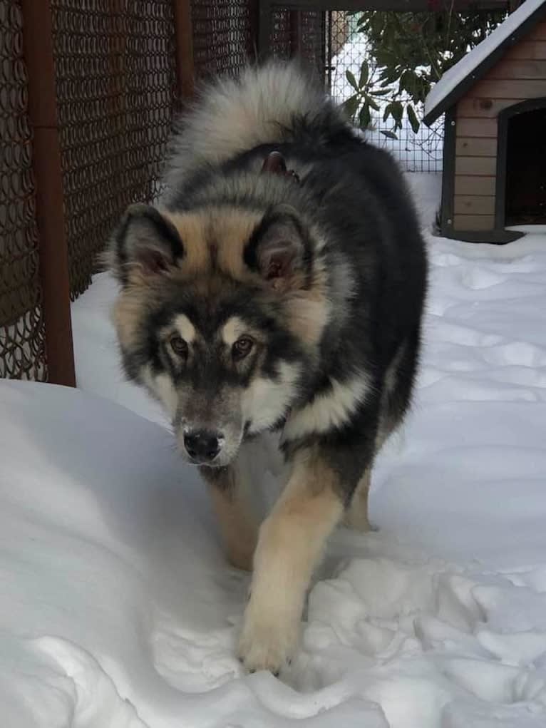 Appa, an Alaskan Malamute tested with EmbarkVet.com