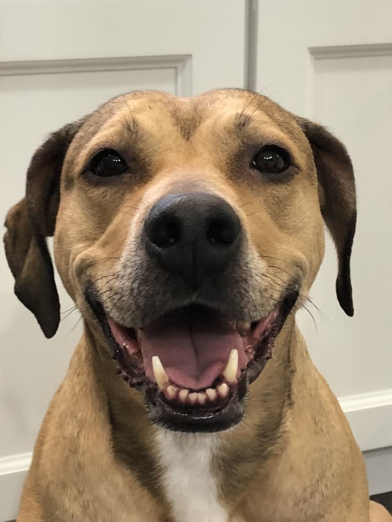 Athena, an American Pit Bull Terrier and Weimaraner mix tested with EmbarkVet.com