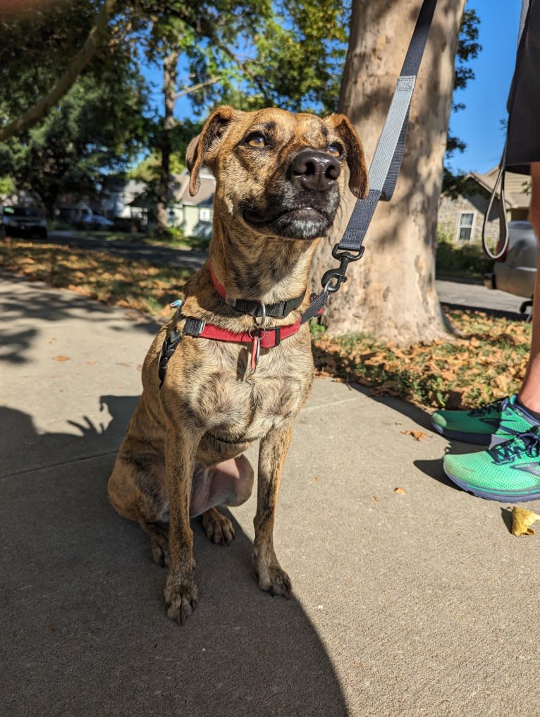 Josie, a Redbone Coonhound and American Pit Bull Terrier mix tested with EmbarkVet.com