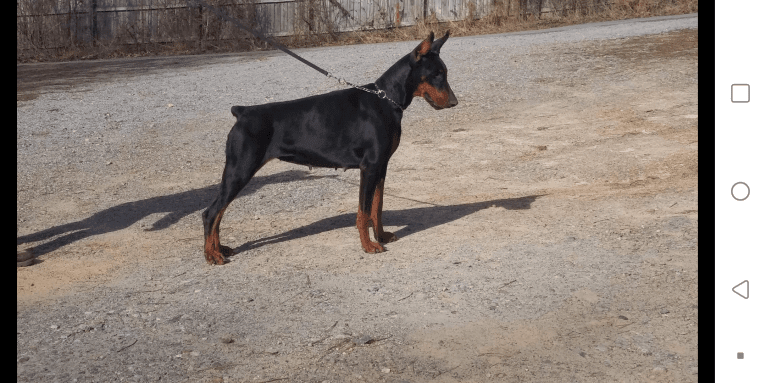 joy, a Doberman Pinscher tested with EmbarkVet.com