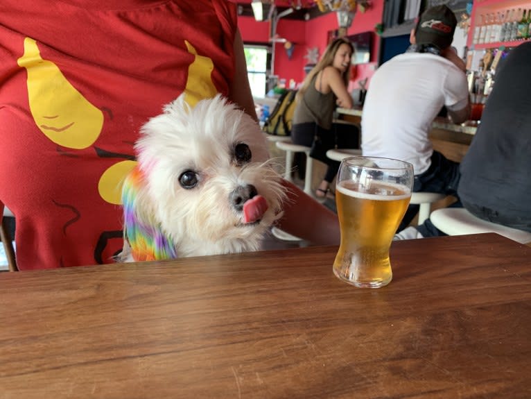 Shaboobalabooby “Boo” Elliott Peabody Minimus, a Maltese tested with EmbarkVet.com