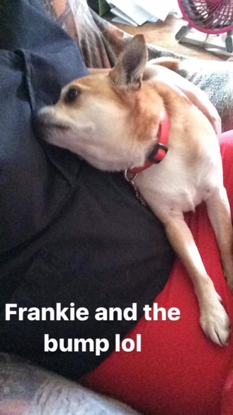 Frankie, a Chihuahua and Miniature Pinscher mix tested with EmbarkVet.com