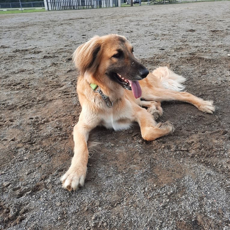 Lloyd Gardner, an Arabian Village Dog tested with EmbarkVet.com