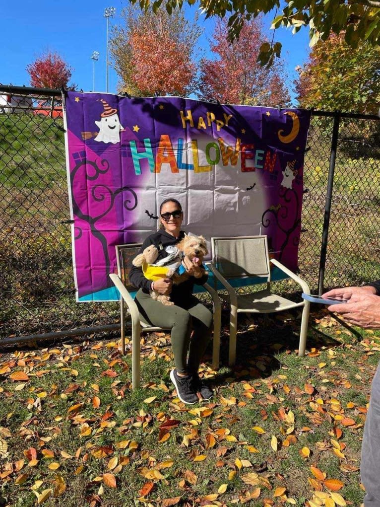 Gizmo, a Norwich Terrier tested with EmbarkVet.com