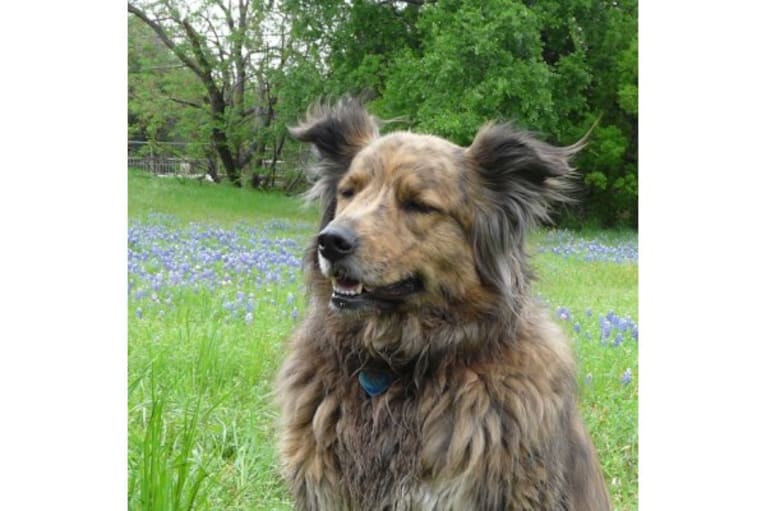 Tyler, a Chow Chow and American Pit Bull Terrier mix tested with EmbarkVet.com