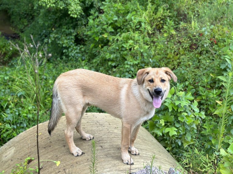 Maverick, a Great Pyrenees and German Shepherd Dog mix tested with EmbarkVet.com