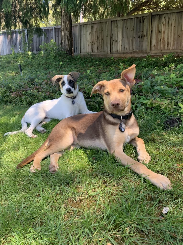 Conan, a German Shepherd Dog and American Pit Bull Terrier mix tested with EmbarkVet.com