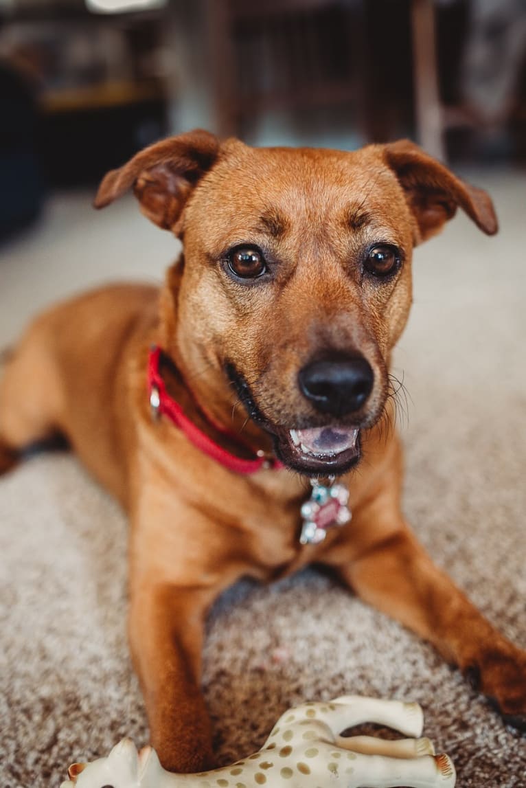 Endora, a Shih Tzu and Australian Cattle Dog mix tested with EmbarkVet.com