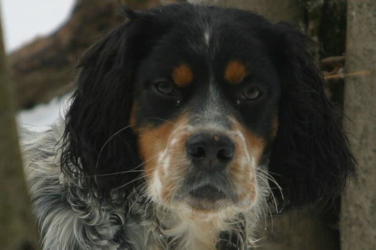 Timber, a Llewellin Setter tested with EmbarkVet.com