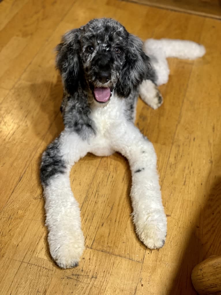 Meadow, a Poodle (Standard) tested with EmbarkVet.com