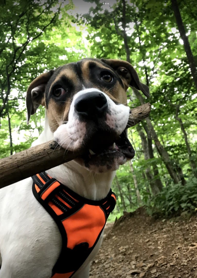 Linus, an American Pit Bull Terrier and Rottweiler mix tested with EmbarkVet.com