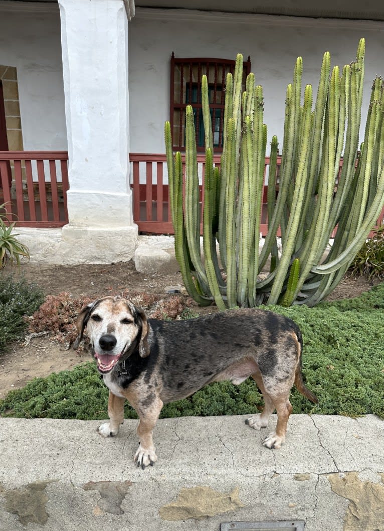 Linus, a Basset Hound and Catahoula Leopard Dog mix tested with EmbarkVet.com